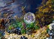 Le alghe e i loro mille usi: tra natura, cucina e benessere. Come utilizzarle
