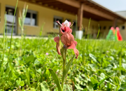 ANBI: scoperta una rara orchidea nel giardino di una scuola toscana