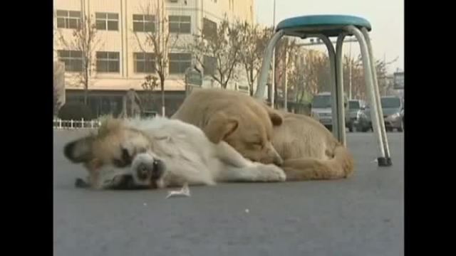 Il Cane Veglia L Amico Morto Affaritaliani It