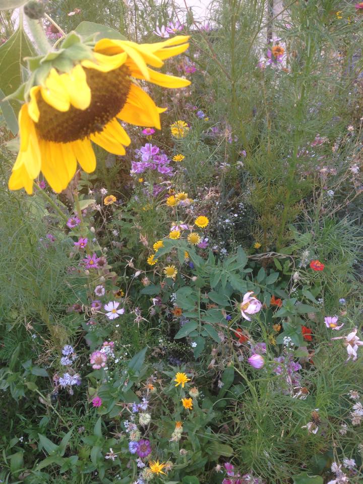 Campi di girasoli e orti sui tetti. Non è la Toscana in fiore o una metropoli futuribile. È Milano già ai giorni nostri. Che permette persino di assaggiare un aperitivo a base di zenzero, barbabietola, frutta e verdura tutta “fatta in casa”. L’ha offerto Piuarch con i frutti e prodotti della serra-tetto presentata in occasione di Fuorisalone 2015 e poi riaperto al pubblico eccezionalmente una decina di giorni fa, sempre in via Palermo 5. Pomodori, peperoncino, fiori da arredo e persino ombrelloni e sdraio: varchi la soglia, sali tre rampe di scale ed il tetto è un orto permanente - “farmacia a cielo aperto” che riqualifica, anche dal punto di vista energetico e funzionale, l’immobile. Un “rooftop” esclusivo per un aperitivo “Flower Power” dall’hashtag #ortofraicortili, un progetto di socialità, coworking e bella rappresentanza che racconta un lato vincente di una Milano affacciata su vecchi palazzi. Mai storici quanto la Casa degli Atellani. E qui si apre un mondo…  piuarch.it/index.php/it/orto-fra-i-cortili