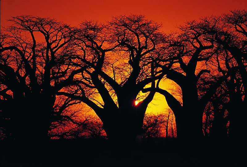 Baobab