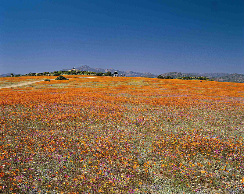 namaqualand