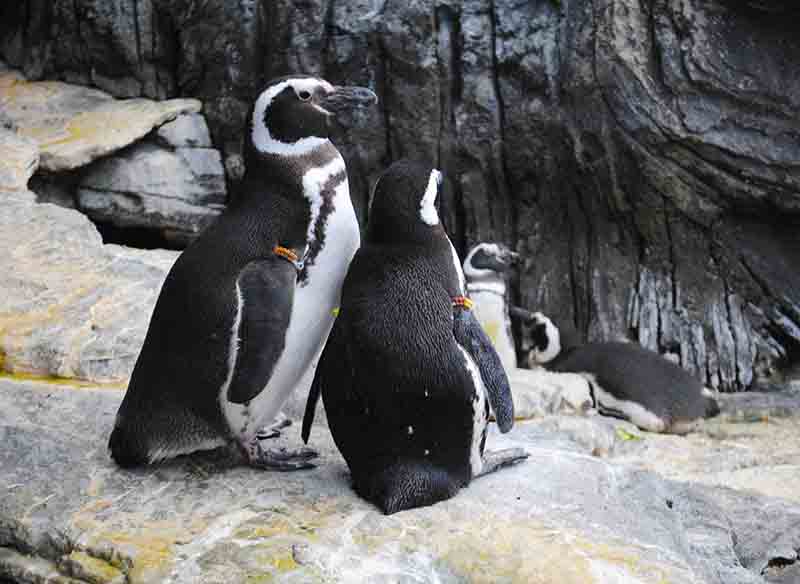 Alcuni pinguini dell'oceanário di Lisbona