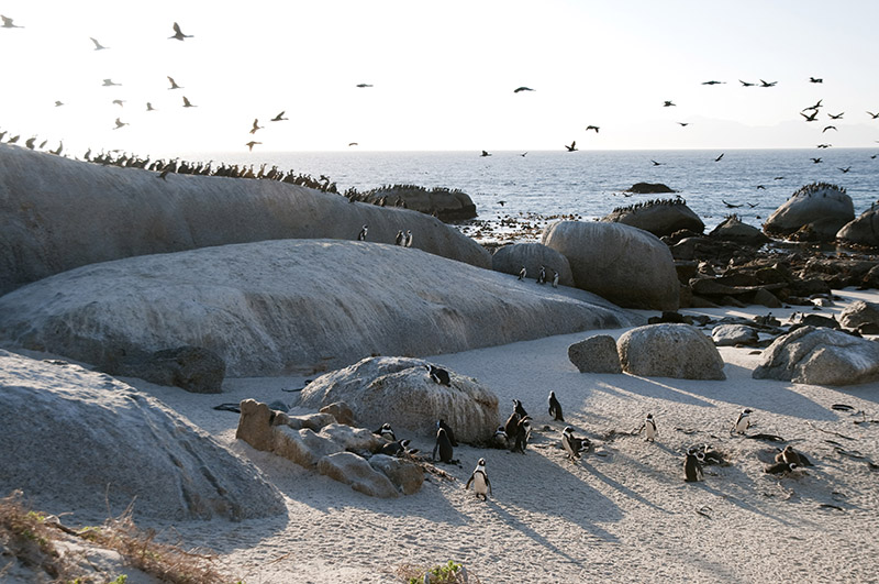 Boulder's Beach pinguini