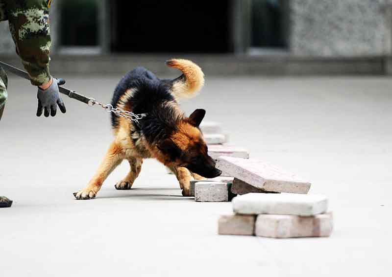 Cina cani poliziotto (6)