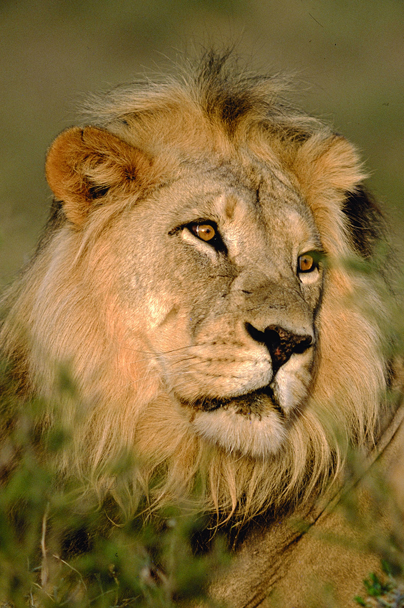 Lion