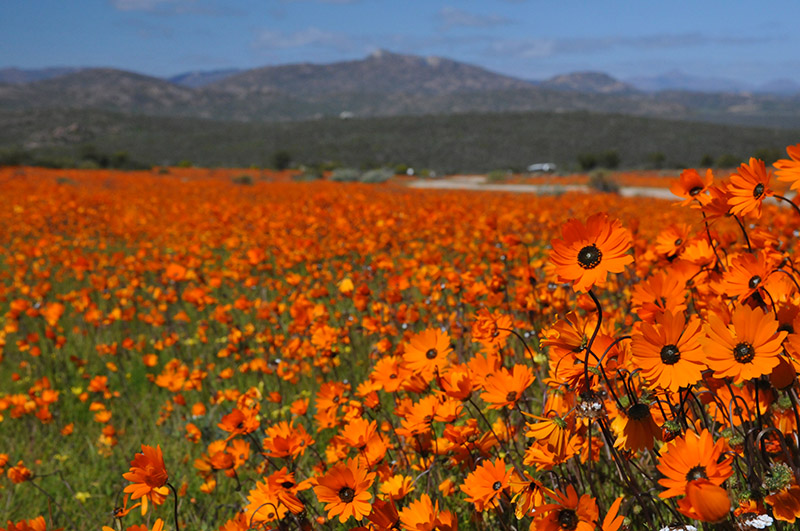 Namaqualand