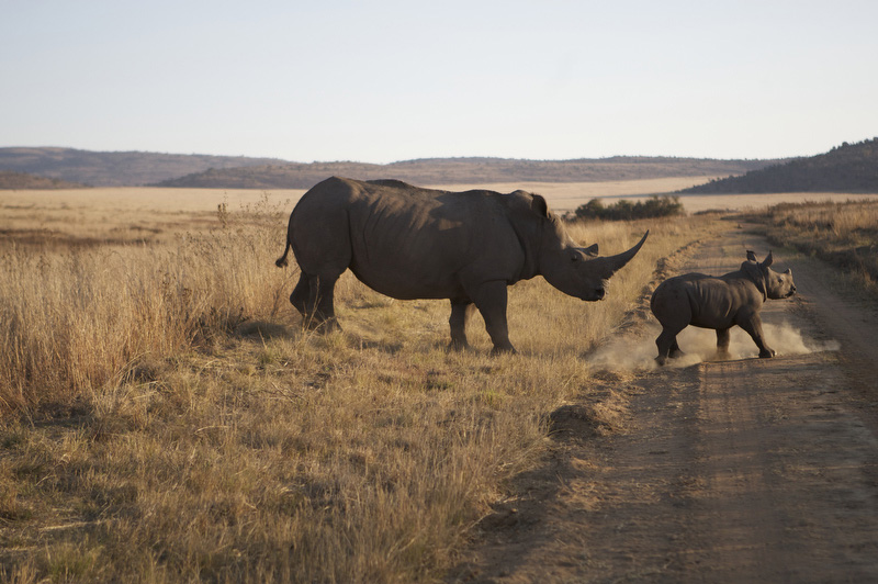 safari Sudafrica