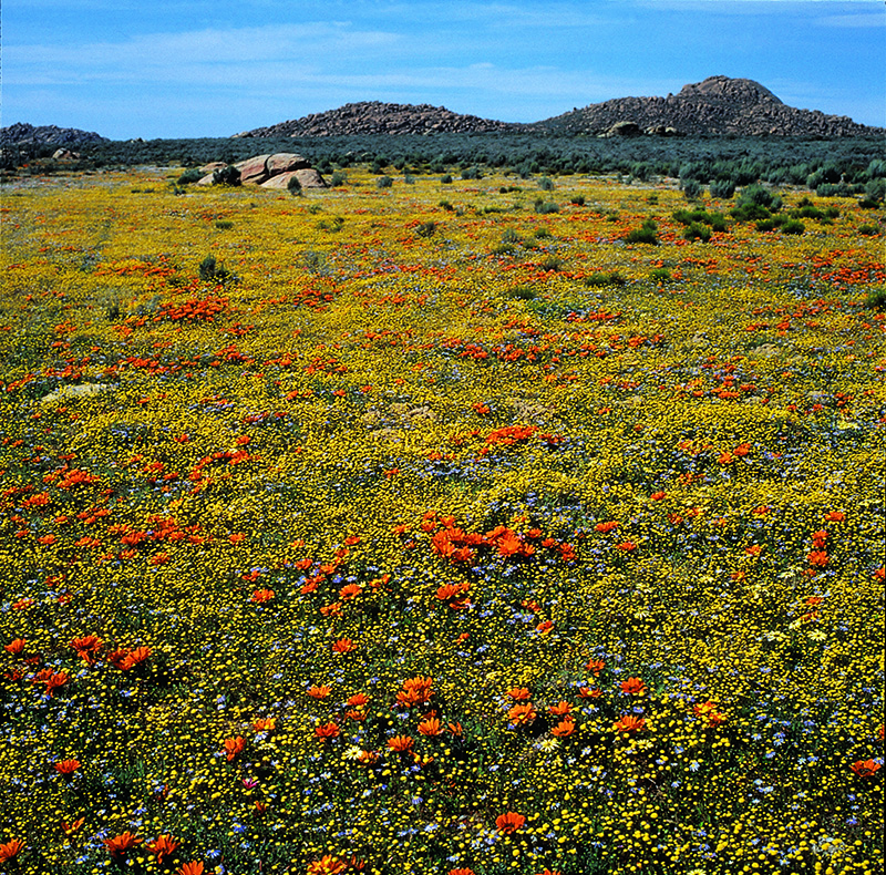 Wild Flowers Namaqualand 2