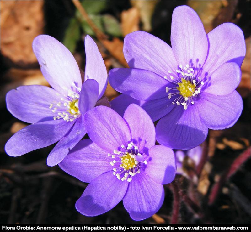 L'anemone, fiore di brevissima durata e di altrettanta fragilita' significa malattia e abbandono, ma anche speranza e attesa, espresse dalla singolare bellezza del fiore - Foto vallebrembanaweb.com