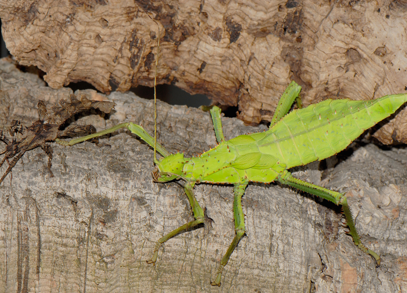 bioparco insetti 05