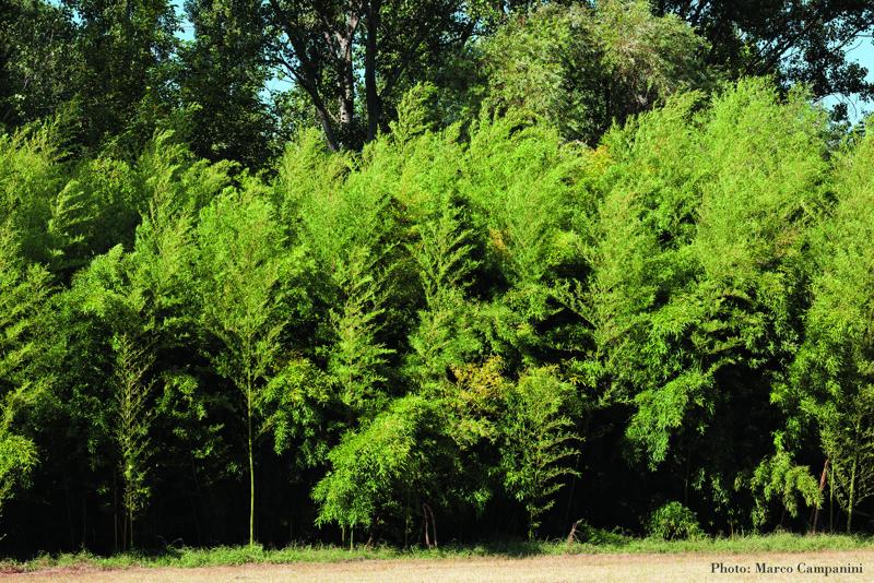 Phyllostachys aurea «Marco Campanini