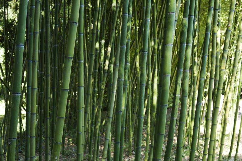 Phyllostachys glaucescens (foto Marco Campanini)