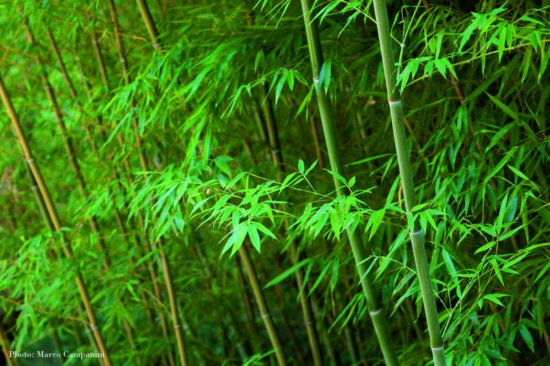 Phyllostachys pubescens o edulis «Marco Campanini