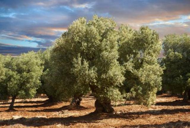 Gli ulivi, assieme al Salento, candidati ad entrare nel patrimonio dell'umanità