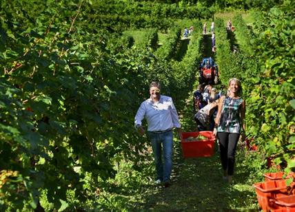 Prosecco & solidarietà: vendemmia degli Abbracci domenica a Le Manzane