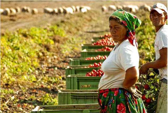 Caporalato in agricoltura: le misure del ddl. Ecco le misure e le pene