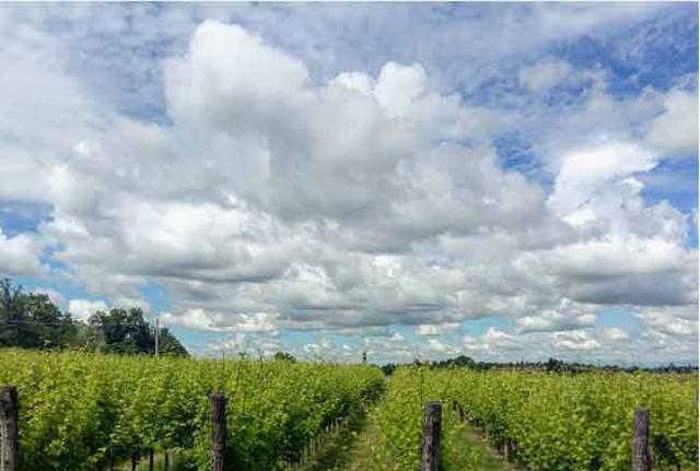 Agricoltura in Lombardia, Legambiente: boom per il bio, ma sotto la media