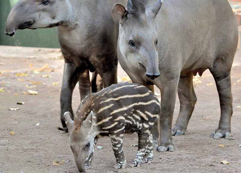 bioparco tapiro 01