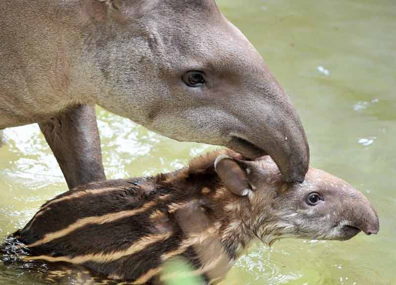 bioparco tapiro 04