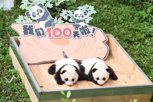 primi 100 giorni panda cina (3)