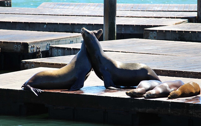 Su alcune zattere del Pier 39 vive una grande colonia di divertenti leoni marini. Foto Grigore Scutari