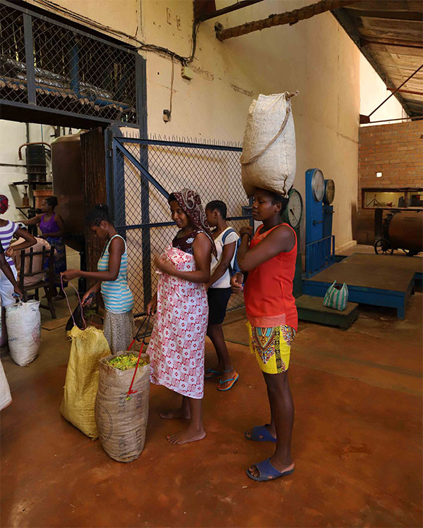 Alcune donne portano i fiori di ylang ylang in una distilleria