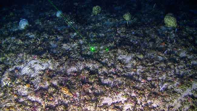barriera corallina amazzonica (7)