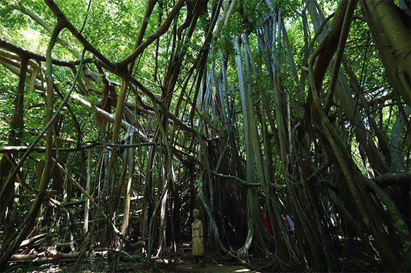 Igor Righetti Nosy Be Madagascar Il sito del grande albero sacro della cultura animista, luogo di culto e di preghiera, vicino a