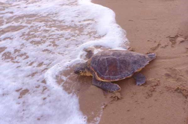 Una tartaruga marina protetta dall'Associazione Caretta Calabria Conservation. Una tartaruga marina protetta dall'Associazione Caretta Calabria Conservation.