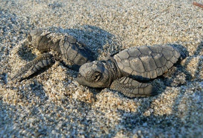 Piccoli di Caretta caretta protetti dall'Associazione Caretta Calabria Conservation. Piccoli di Caretta caretta protetti dall'Associazione Caretta Calabria Conservation.