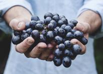 frutta cibo sano uva vendemmia