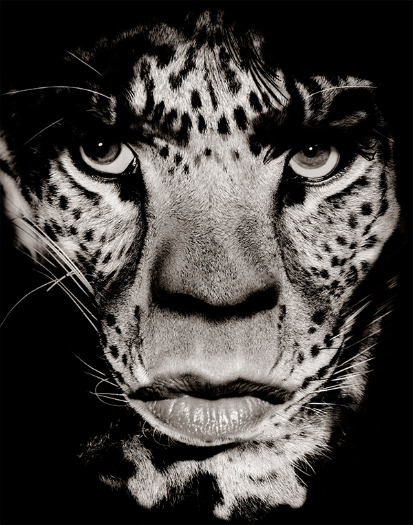 Pirelli Watson Jagger Leopard