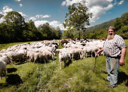 Il dedalo dei 'tratturi' come trama culturale di sviluppo