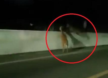 Sondrio: cervi inseguiti da scooter si lanciano da un ponte di 30 metri. VIDEO
