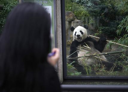 Giappone, turisti in fila per ammirare i panda allo zoo di Ueno