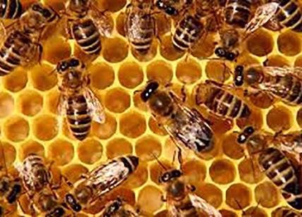 Coldiretti: occhio all'etichetta, un barattolo su due di miele è straniero
