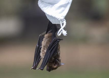 Thailandia, a caccia di pipistrelli per rintracciare le origini oscure del coronavirus