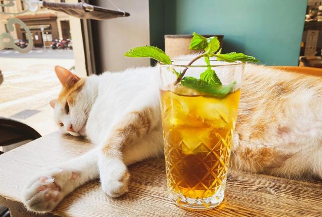 Dalla pagina Facebook del Crazy Cat Café di Milano Dalla pagina Facebook del Crazy Cat Café di Milano