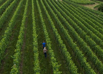 Partnership strategica tra Bayer e Microsoft per l’agricoltura di precisione