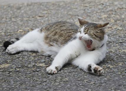 Torturava i gatti per sterminarli: preso l'anziano animal killer