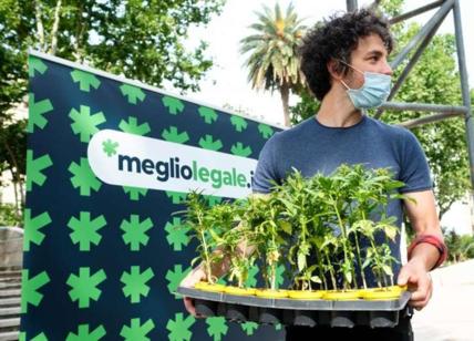 Cannabis, Santori: "Felice se mi denunciano. Ho tolto 600 € al mercato nero"