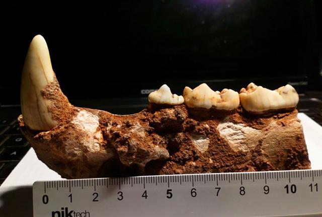 La mandibola dell'orso scoperta da Speleocem (Ceglie Messapica)