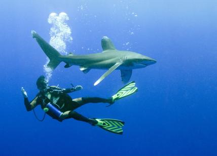 Bahamas, crociera degli orrori. Va a fare snorkeling, sbranata da uno squalo