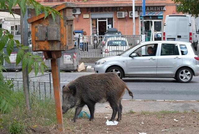 Cinghiale Roma