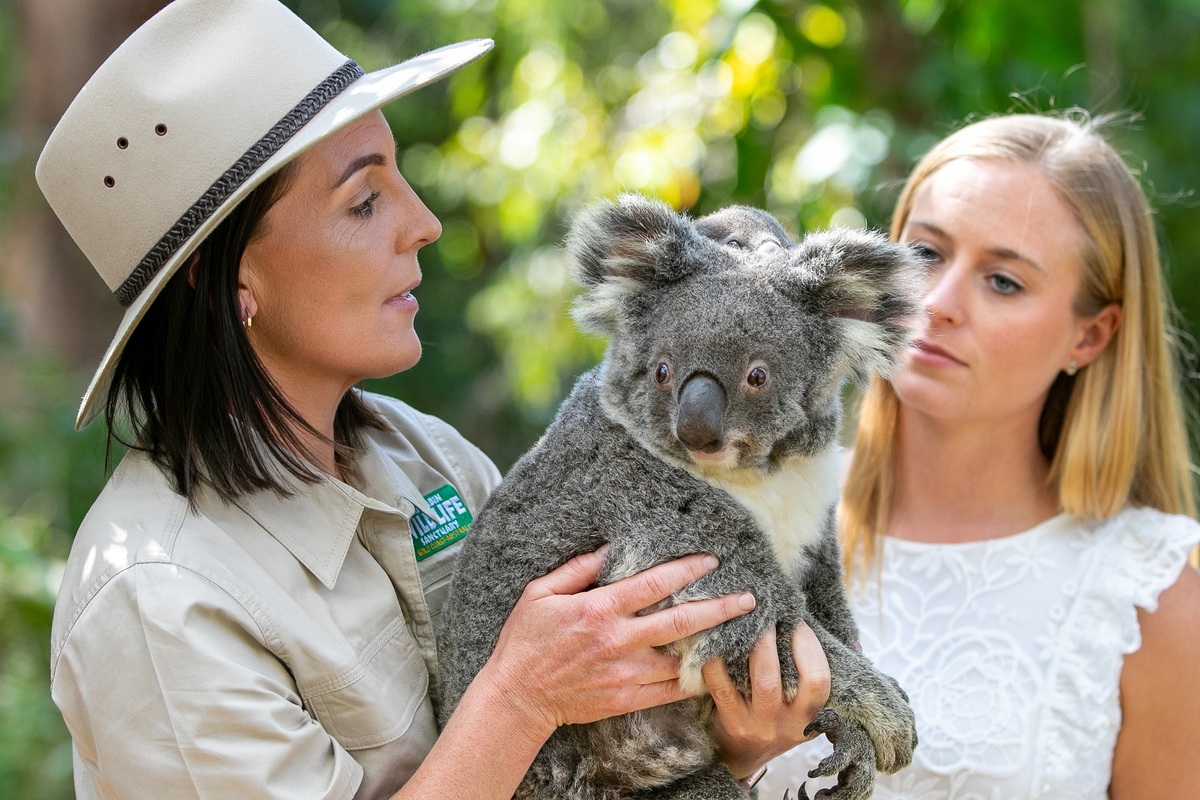 Currubin Park Koala