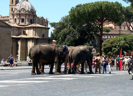 Elefanti invadono i Fori Imperiali: turisti stupiti, ma è solo un film
