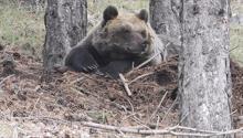 L’orso marsicano a rischio scomparsa entro 30 anni/1