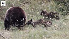 L’orso marsicano a rischio scomparsa entro 30 anni/3