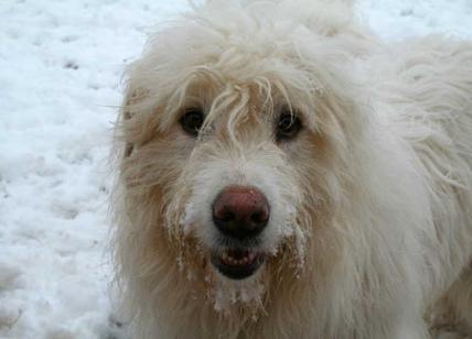 Perdono il cane sui monti in Valtellina: lo ritrovano dopo quattro mesi